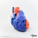 CT Scan of Human Heart. Printed on ProJet® 4500 by Objex Unlimited.